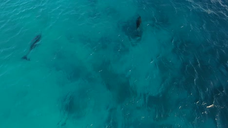 Dolphins-at-kitebeach-Atlantis,-Bonaire