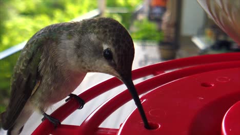 The-best-close-up-of-A-tiny-fat-humming-bird-with-green-feathers-sitting-at-a-bird-feeder-in-slow-motion-and-taking-drinks