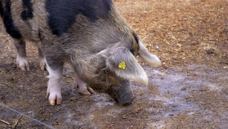 Two-coloured-pig-grazing-on-dirty-ground
