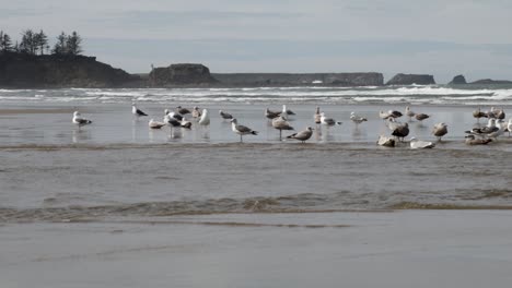 Western-Seagull's,-both-male-and-female,-bath-in-a-shallow-river-flowing-into-the-Pacific-Ocean-on-the-Oregon-Coast