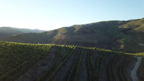 Flying-over-green-Douro-Valley-vineyard-toward-hills-rising-in-background-as-morning-sunlight-illuminates-beautiful-landscape