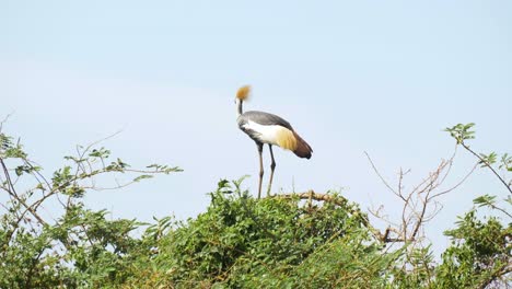 A-crested-crane-with-yellow-feathers-perched-on-a-tree-in-rural-Africa