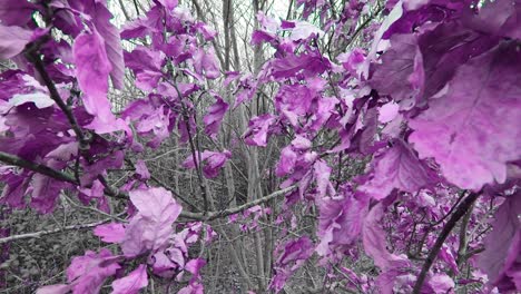 Purple-leaves-on-tree-branches-slow-motion