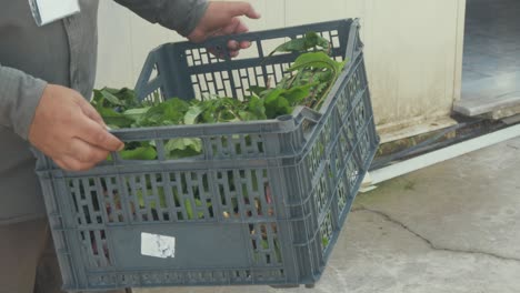 Man-carries-plastic-crate-of-fresh-green-lush-lettuce