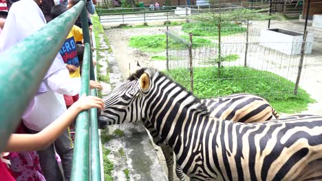 playing-with-zebra-at-zoo