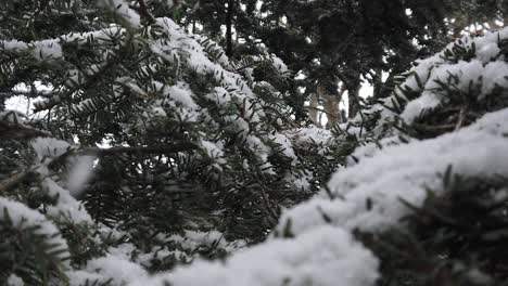 Close-up-looking-through-snow-covered-pine-tree-needles-during-a-snow-storm