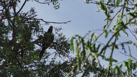 Guacamayo-Lear-Descansando-Sobre-Un-árbol-De-Caatinga-Brasil