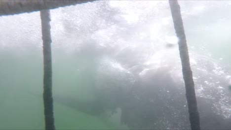 GoPro-POV-shot-within-a-Shark-Diving-Cage-where-a-White-Shark-Hits-the-Cage