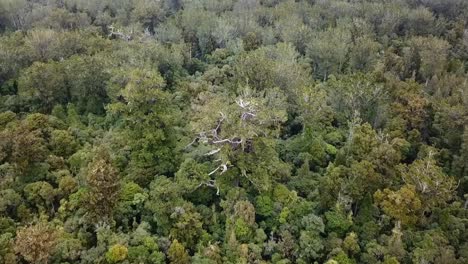 Aerial-top-view-of-a-giant-kauri-tree-in-Waipoua-Forest-,-New-Zealand