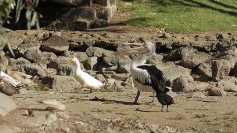 Pelican-attempts-to-catch-bread-that-has-been-thrown-to-the-water-bird