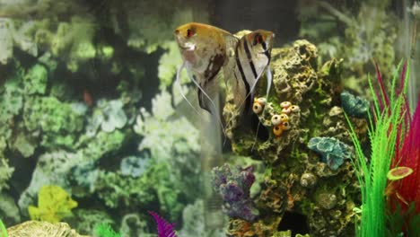 Two-grown-angel-fish-swimming-around,-enjoying-themselves-in-a-medium-sized-household-aquarium