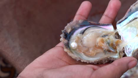 Pearl-in-the-shell-in-a-pearl-farm-Ajman-United-Arab-Emirate