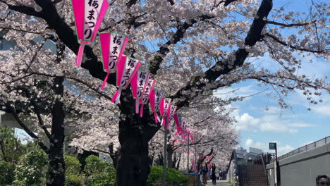 Cherry-blossoms-and-Japanese-pink-paper-lamp-at-Sumida-Park