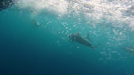 A-small-group-of-dolphins-swim-near-a-speedboat,-underwater-shot