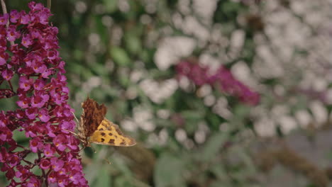 Butterfly-closeup-slowmotion-on-pink-buddleja-flower,-240fps
