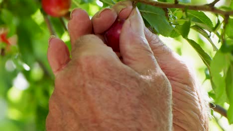 Hand-picking-ripe-small-plums-on-branches-close-up-with-nice-lighting