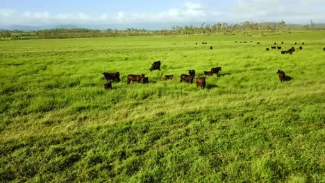 Rinder-Auf-Australischem-Grünem-Weideland