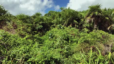 rainforest-jungle-on-a-sunny-day-with-wind-on-a-beach