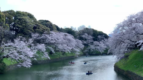 Kirschblüten-Und-Ruderboote-Am-Kaiserpalastgraben-Im-Chidorigafuchi-Park