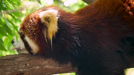 A-red-panda-sleeping-on-top-of-a-branch-with-its-tongue-out
