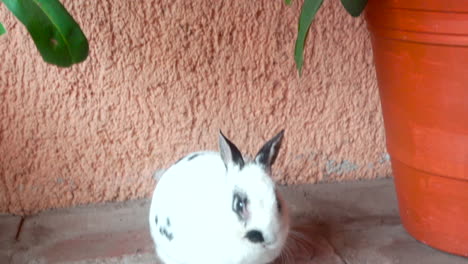 Rabbit-eating-leaf-at-Chiapas-Mexico