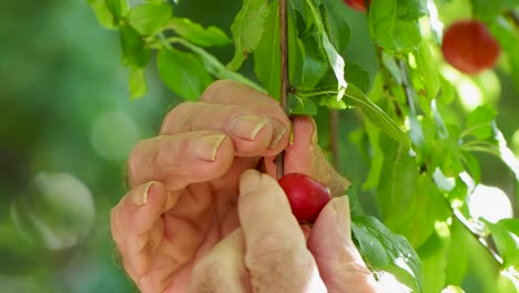 Hand-picking-ripe-small-plums-on-branches-close-up-with-nice-lighting-