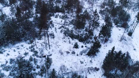 Aerial-view-of-a-forest-during-winter