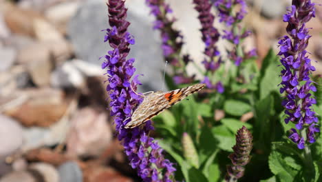 A-painted-lady-butterfly-feeding-on-nectar-and-pollinating-purple-flowers-during-spring-bloom-SLOW-MOTION