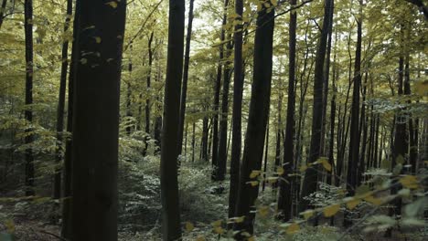 Natur-Im-Wald
