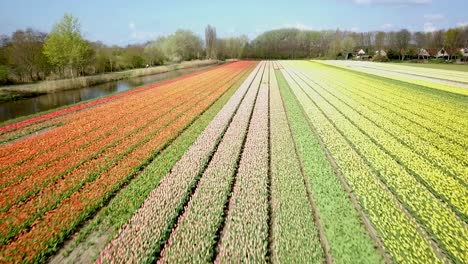Erstaunliche-Drohnenaufnahmen-Der-Tulpenfelder-In-Holland