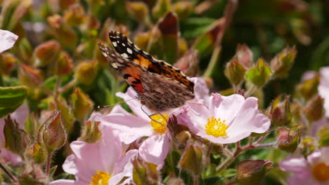 Macro-close-up-of-an-orange-painted-lady-butterfly-feeding-on-nectar-and-pollinating-pink-flowers