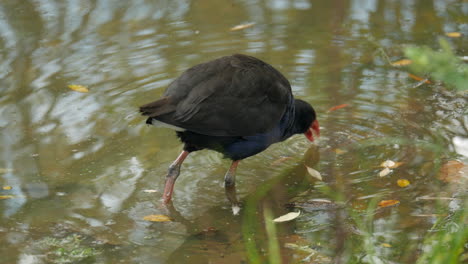 Purple-Swamphen-looking-for-insects-in-a-lake-during-autumn-or-fall