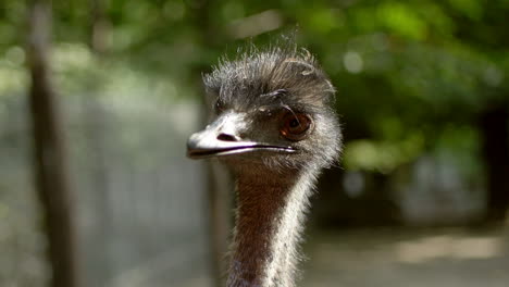 Ostrich-close-up-head-looking