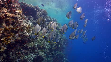 Schule-Von-Platax,-Die-Neben-Einem-Wunderschönen-Korallenriff-Schwimmt