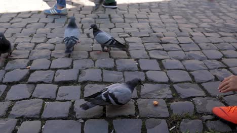 Pigeons-picking-on-food-from-the-ground-in-the-street-in-Rome