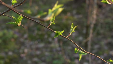 Die-Knospen-An-Den-Bäumen-Im-Frühling,-Junge-Grüne-Blätter