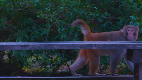 Die-Kamera-Zoomte-Auf-Die-Affen-Im-Park,-Saß-Auf-Der-Bank-Und-Beobachtete-Die-Umgebung,-Im-Hintergrund-Grüne-Bäume