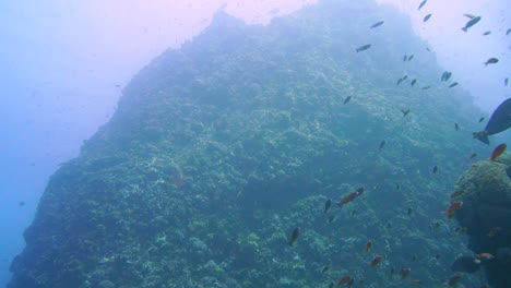 Ein-Unterwasserberg-Voller-Korallen-Und-Kleiner-Rifffische