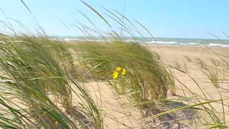 grass-and-flowers-blowing-in-the-wind-at-the-beach