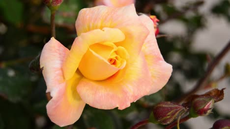 movement-on-the-wind-pink-yellow-rose-in-home-garden-Buggiba-Malta