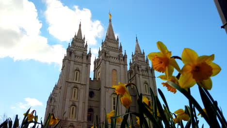 A-low-angle-time-lapse-of-the-Salt-Lake-temple-with-daffodils-in-focus-in-front-in-utah-at-the-center-of-the-church-of-Jesus-Christ-of-Latter-day-Saints