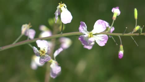 Ein-Einfacher-Naturhintergrund-Mit-Einem-Makrofokus-Auf-Einer-Violetten-Und-Weißen-Blume,-Die-Sich-Sanft-Im-Wind-Wiegt