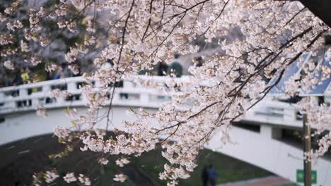 Yangjae-Fluss-In-Korea,-Gesäumt-Von-Kirschblütenbäumen,-Mit-Menschen,-Die-Im-Hintergrund-Spazieren
