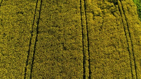 aerial-drone-flying-up-top-down-view-of-spring-yellow-flowers-in-a-small-village,-Field-of-rapeseed-in-full-flower,-countryside-switzerland