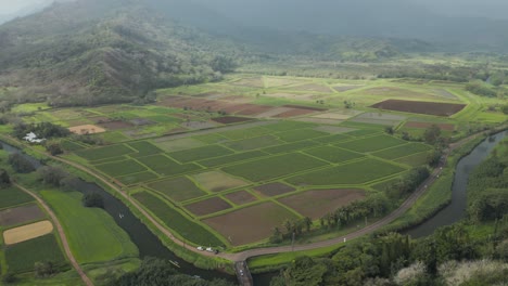 Vista-Aérea-De-Los-Campos-De-Taro-Verde-Rural-En-Kauai-Hawaii