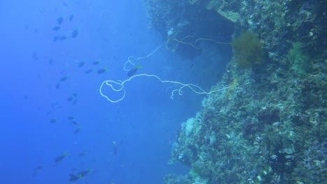 Tauchen-Entlang-Einer-Korallenwand-Tief-Unter-Wasser
