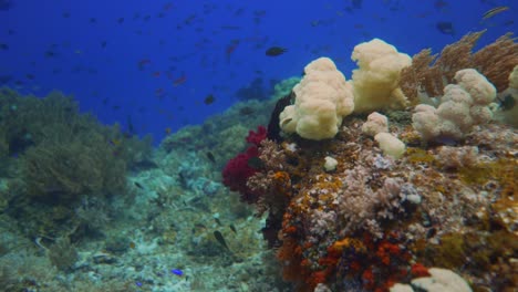 Schwimmen-Sie-Durch-Ein-Korallenriff-Mit-Vielen-Farben-Und-Fischen,-Die-Wie-In-Einem-Natürlichen-Aquarium-Herumschwimmen