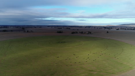 Luftaufnahme-Eines-Großen-Bewässerungskreises-Auf-Ackerland-Im-Australischen-Outback