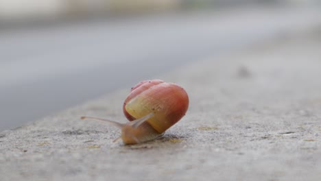 Snail-moving-slowly-on-concrete-surface-next-to-a-road-with-car-traffic,-braving-out-of-his-element,-close-up-still-shot