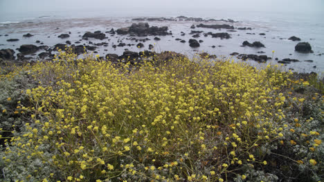 Rugged-Mid-California-coast-,-tilt-from-yellow-wildflowers-to-ocean-with-rocks-and-kelp